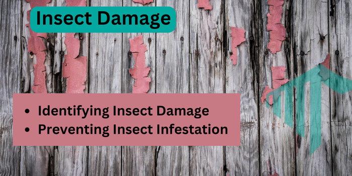 Insect Damage