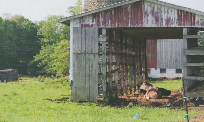 how to dismantle a shed