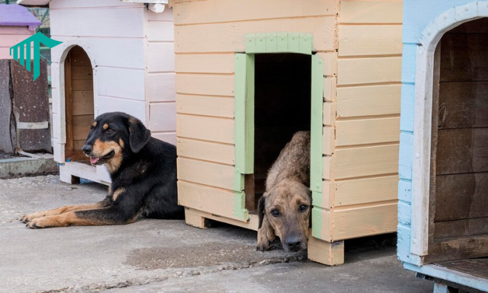 how much are dog kennels